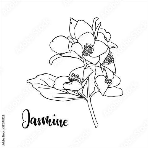 black and white branch flower jasmine outline isolated on background with word jasmine. Hand-draw contour line and strokes branch flowers. Design element for greeting card and invitation