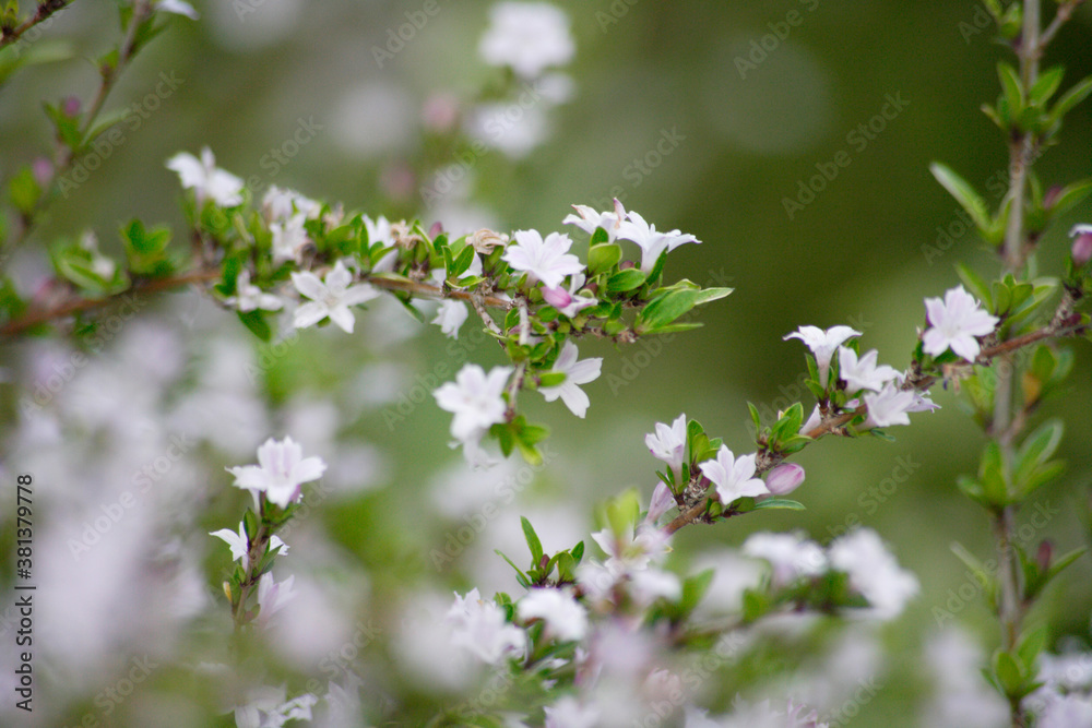 Obraz premium バコパ