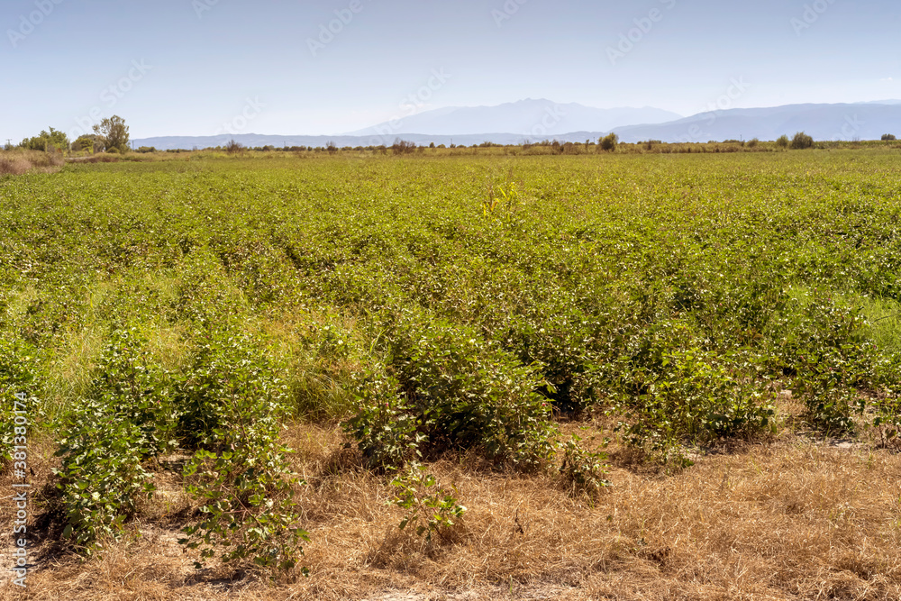 Growing cotton in a field on an autumn, sunny day (Greece, Central Macedonia)