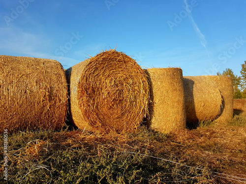 Harvesting hay in a field in the fall for farm animals.