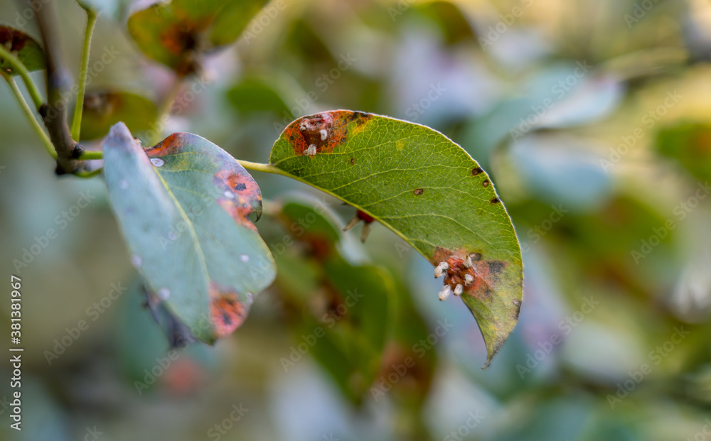 Fungal disease of the pear Gymnosporangium sabinae in late autumn Fungal disease of the pear Gymnosporangium sabinae in late autumn