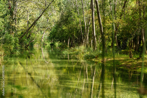 Small river surrounded by green trees