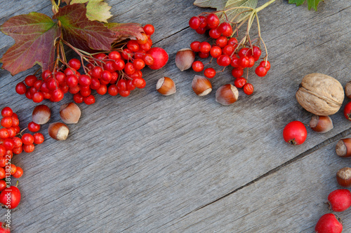 Fresh ripe red viburnum, kalina branch, nuts on wooden background