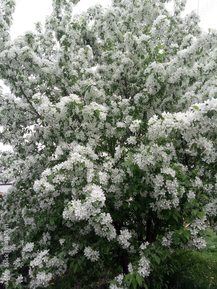 tree blossom
