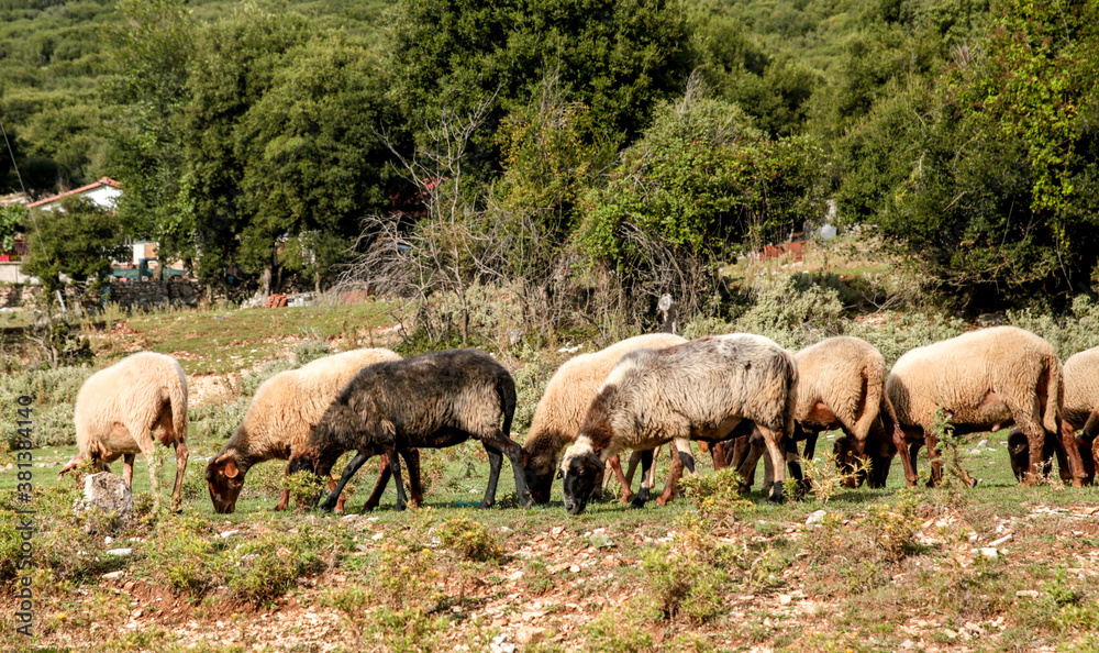 sheep in a row graze on the grass sheep in a row graze on the grass