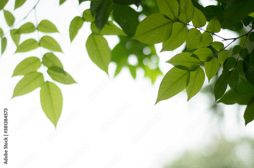 Green leaf on blurred greenery background.Beautiful leaf texture in sunlight.background natural green plants landscape, ecology.Closeup nature view with free space for text.Natural green background. Green leaf on blurred greenery background.Beautiful leaf texture in sunlight.background natural green plants landscape, ecology.Closeup nature view with free space for text.Natural green background.