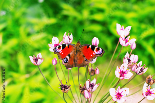 Aglais io butterfly has spread its wings and is sitting on pink flowers. The sun is shining, the weather is good. Macro photography of insects.