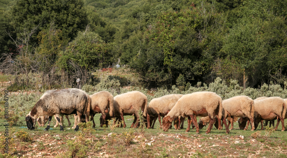 sheep in a row graze on the grass