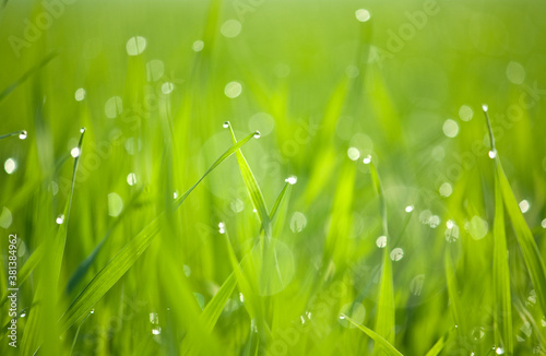 Dew & grass background