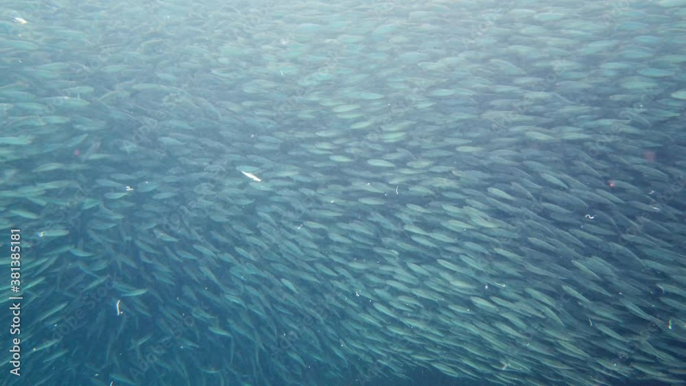 Gigantic shoal of sardines in clear water. Tropical underwater landscape. Bohol, Philippines. Gigantic shoal of sardines in clear water. Tropical underwater landscape. Bohol, Philippines.