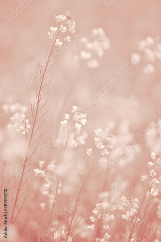 The soft image of mustard flowers © njbfoto