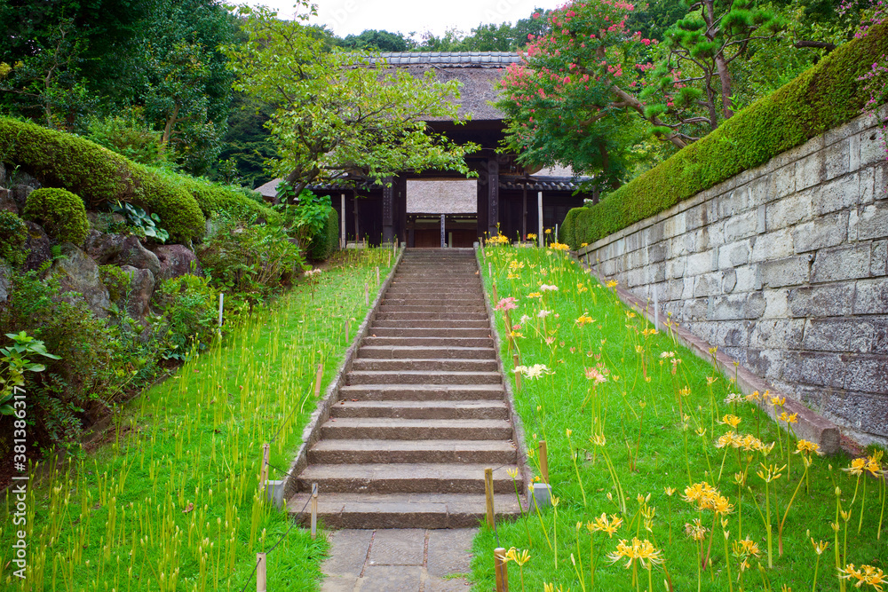 横浜のお寺です。西方寺です。彼岸花が咲いています。茅葺屋根です。静かな日本の風景です。寺