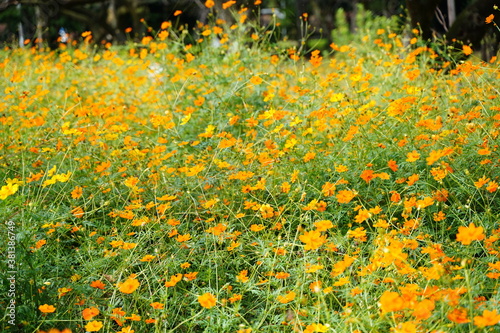 Cosmos sulphureus flowers are blooming at a park in Tokyo, Japan. Golden cosomos, yellow cosmos. Japanese name is 