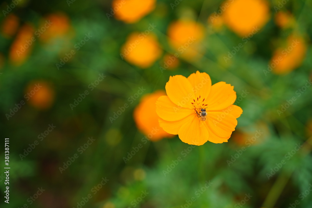 Cosmos sulphureus flowers are blooming at a park in Tokyo, Japan. Golden cosomos, yellow cosmos. Japanese name is Cosmos sulphureus flowers are blooming at a park in Tokyo, Japan. Golden cosomos, yellow cosmos. Japanese name is
