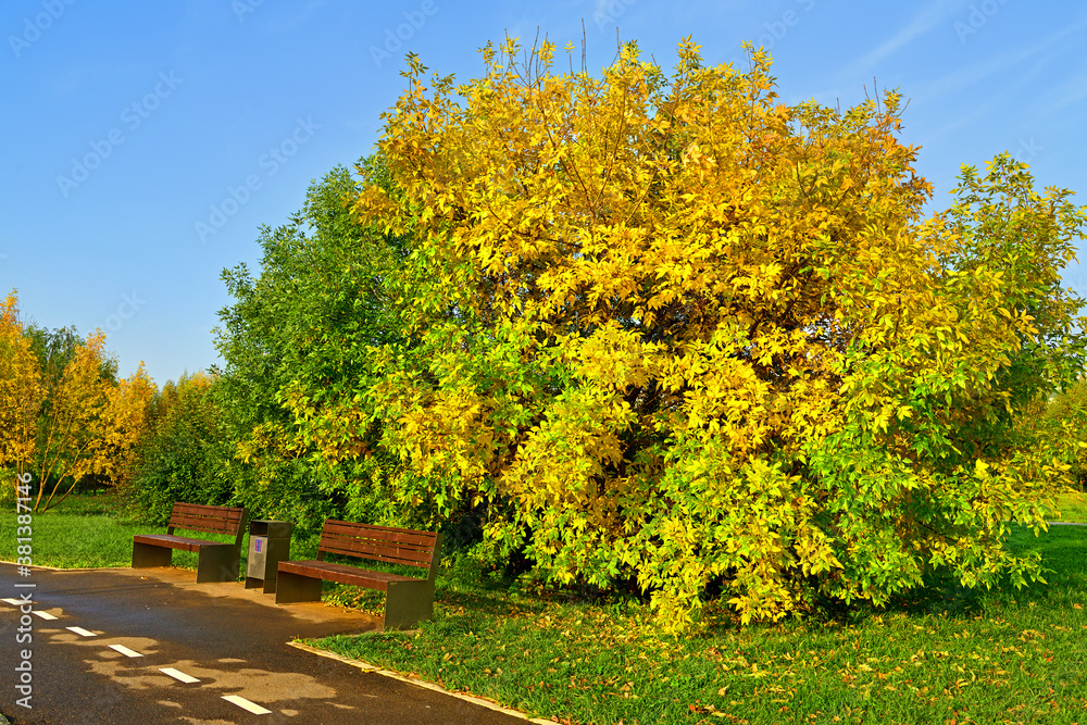 Naklejka premium Autumn landscape. Benches in landscape park. Moscow, Russia