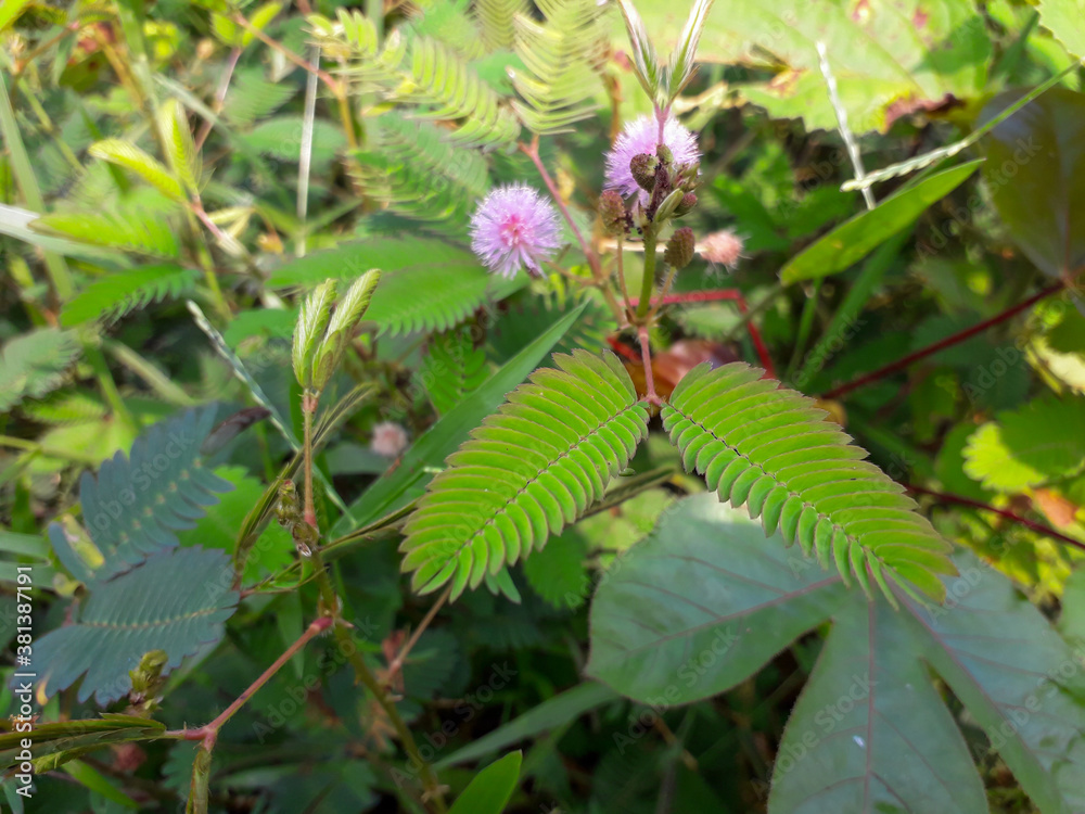sensitive plant flower in the wild, mimosa pudica plant in India, Green leaf plant, pink color mimosa pudica flower in the forest. sensitive plant flower in the wild, mimosa pudica plant in India, Green leaf plant, pink color mimosa pudica flower in the forest.