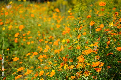 Cosmos sulphureus flowers are blooming at a park in Tokyo, Japan. Golden cosomos, yellow cosmos. Japanese name is "Kibana cosmos". © dokosola
