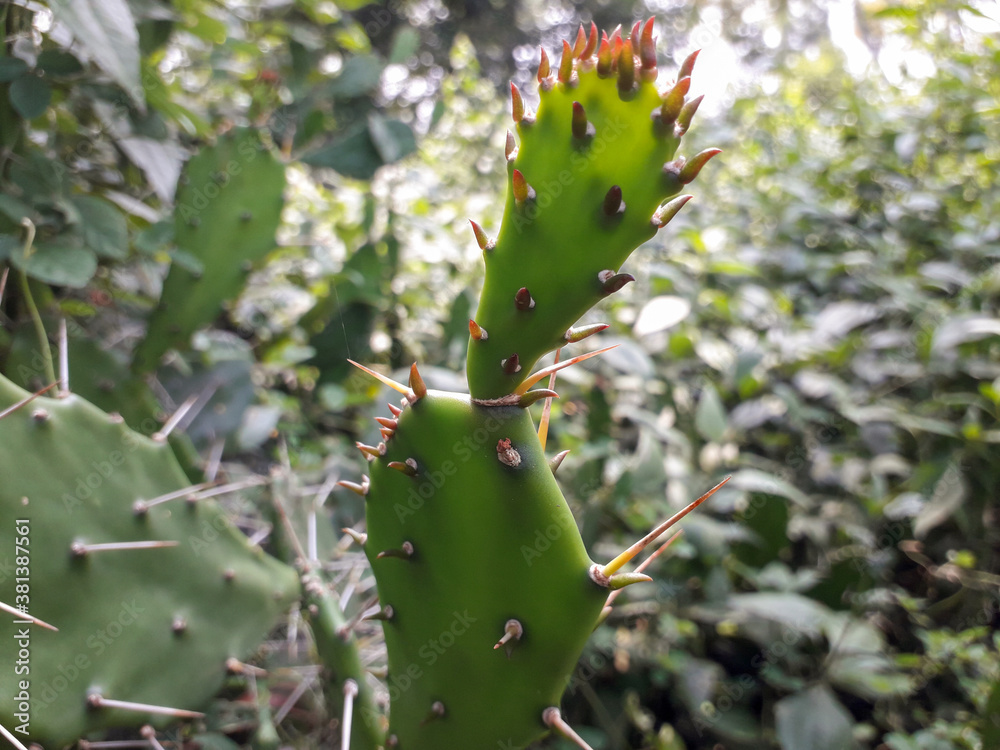 cactus plant in the Indian forest, Opuntia monacantha plant in wild, wild cactus plant. cactus plant in the Indian forest, Opuntia monacantha plant in wild, wild cactus plant.