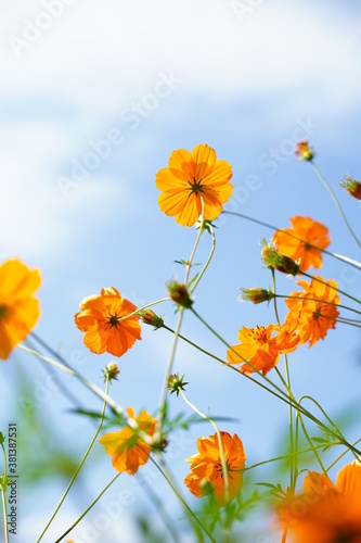 Cosmos sulphureus flowers are blooming at a park in Tokyo  Japan. Golden cosomos  yellow cosmos. Japanese name is  Kibana cosmos .