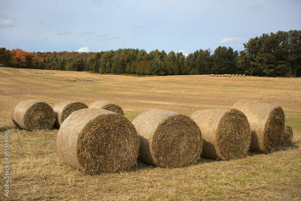 hay bales in country field landscape agriculture straw 