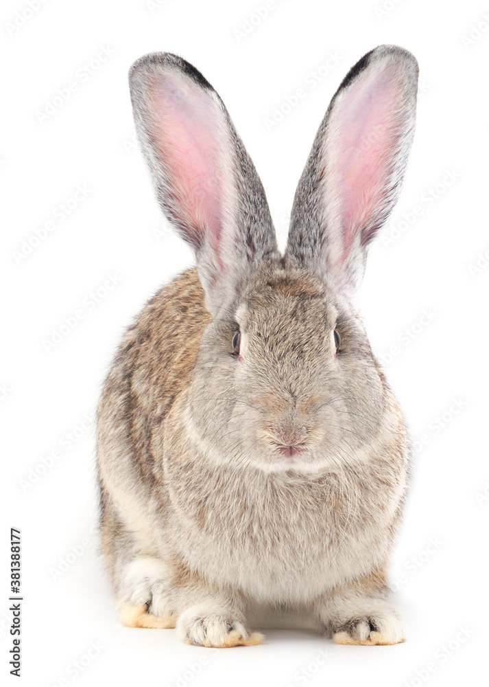 Gray rabbit isolated. Gray rabbit isolated.