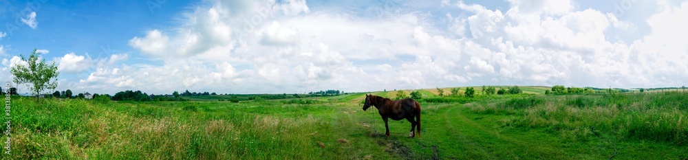 Fototapeta premium Wonderful panorama of the mountains. Horses on a mountain meadow. Summer panorama landscape in the mountains. Ukraine, Carpathians. Beautiful nature villages. Picture of wildlife