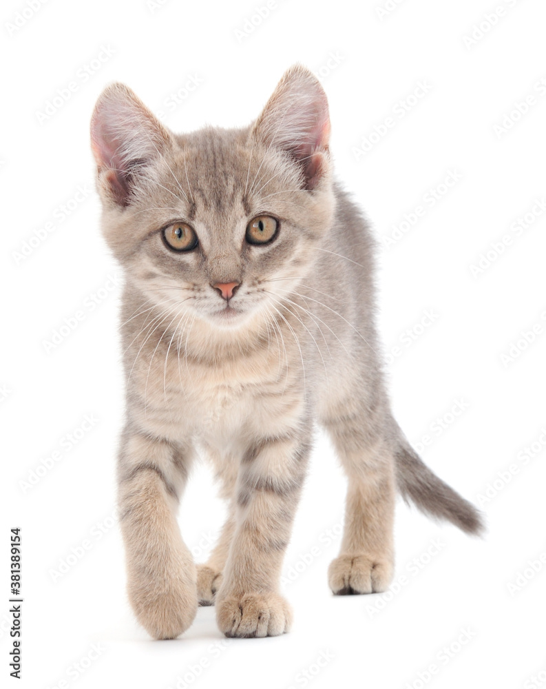 Obraz premium Small gray kitten.