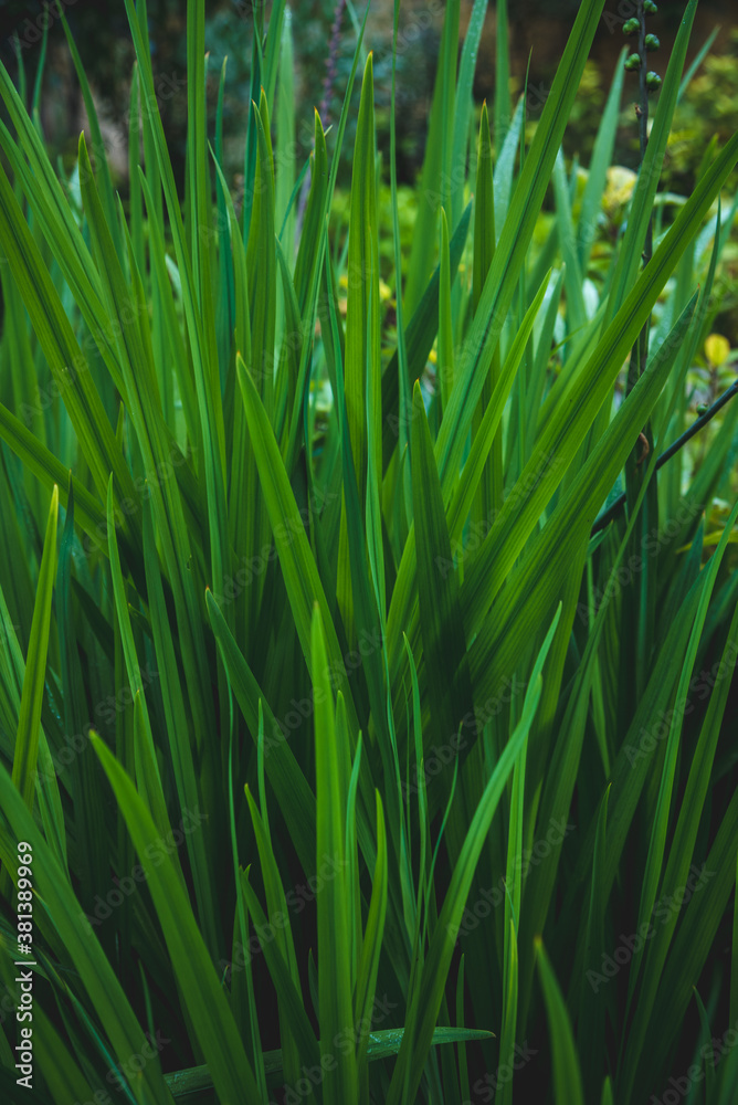 green leaves oblong. texture of green grass green leaves oblong. texture of green grass
