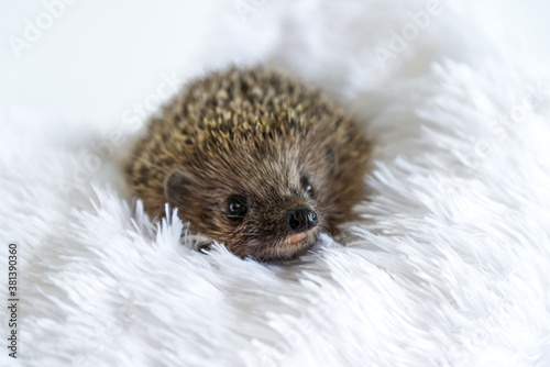 Photography Cute happy wild hedgehog lying on soft blanket and smiling on a white background