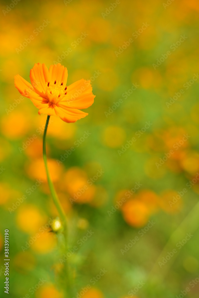 Cosmos sulphureus flowers are blooming at a park in Tokyo, Japan. Golden cosomos, yellow cosmos. Japanese name is Cosmos sulphureus flowers are blooming at a park in Tokyo, Japan. Golden cosomos, yellow cosmos. Japanese name is