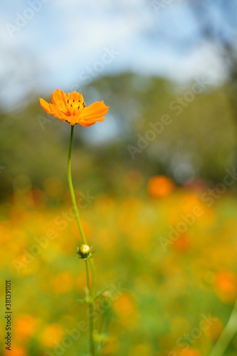 Cosmos sulphureus flowers are blooming at a park in Tokyo  Japan. Golden cosomos  yellow cosmos. Japanese name is  Kibana cosmos .