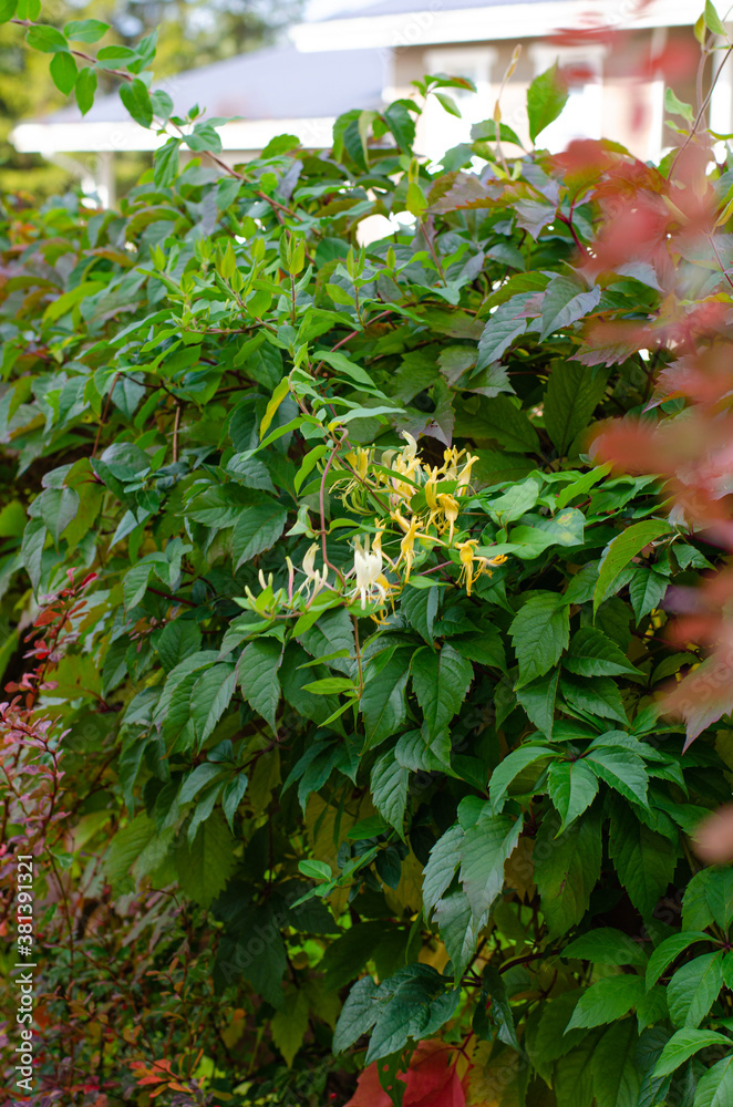 Landscape and part of the hedge in the cottage village. Autumn leaf fall season, gardening. Vertical photo. Landscape and part of the hedge in the cottage village. Autumn leaf fall season, gardening. Vertical photo.