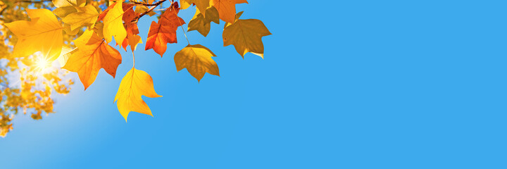 Autumnal Thanksgiving panoramic background with copy space, sun, photo of yellow maple leaves and blue sky in fall