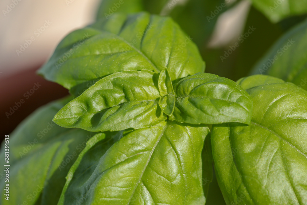 Obraz premium basil plant broadleaf fresh green healthy top vies macro