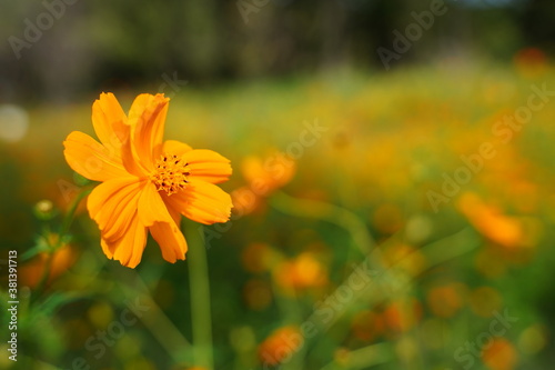 Cosmos sulphureus flowers are blooming at a park in Tokyo, Japan. Golden cosomos, yellow cosmos. Japanese name is 