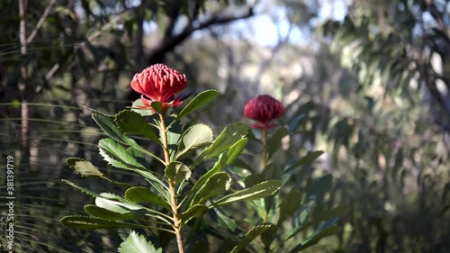 wide shot of two waratah plants in flower at brisbane water national park in australia photo