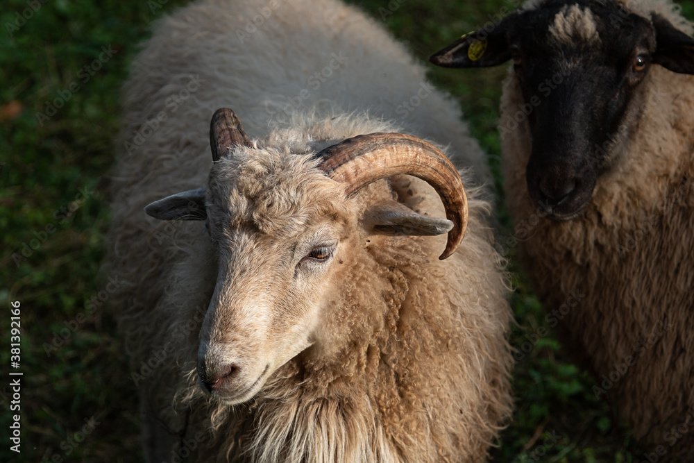 A ram with horns grazing in the pasture at sunset. A ram with horns grazing in the pasture at sunset.