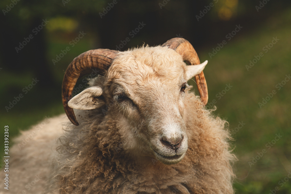 Naklejka premium Ram portrait. Ram with with big and curved horns