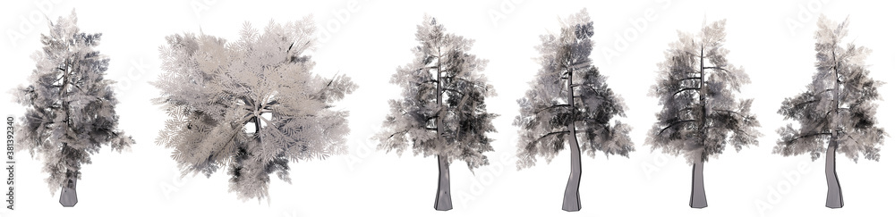 Fototapeta premium Set or collection of drawings of Giantwood trees isolated on white background . Concept or conceptual 3d illustration for nature, ecology and conservation, strength and endurance, force and life
