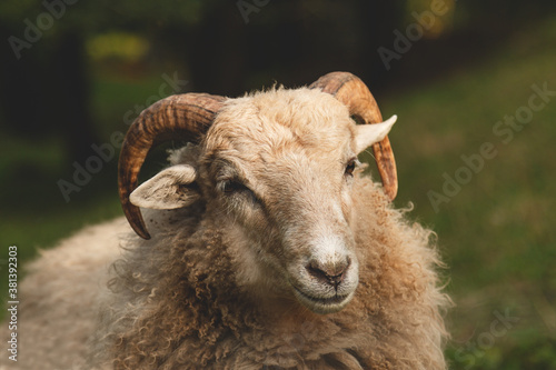 Ram portrait. Ram with with big and curved horns 