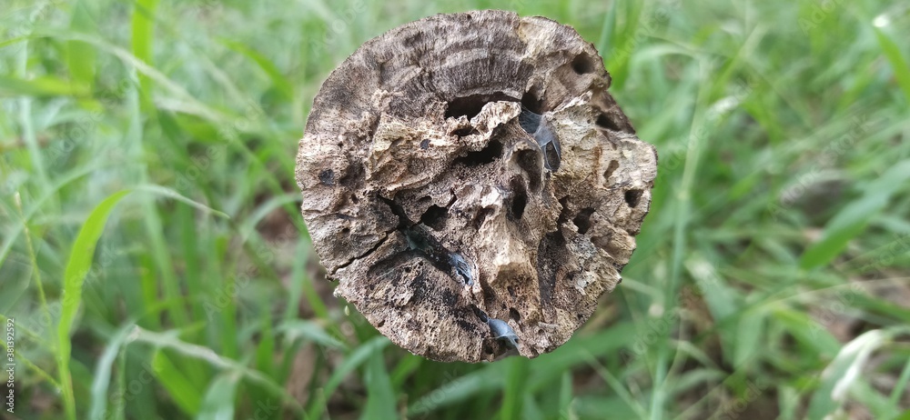 Obraz premium Decay wood in the great forest