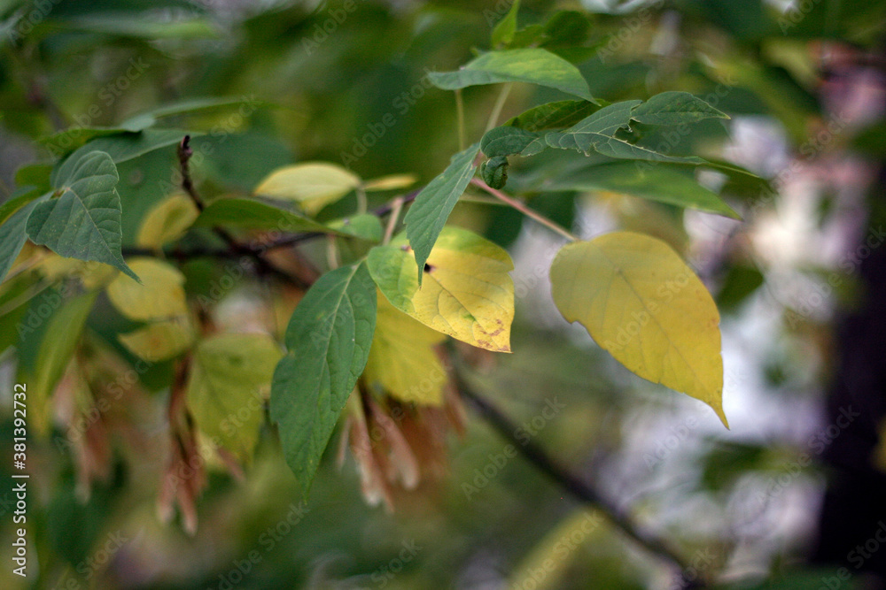 les feuilles d'un arbre en automne les feuilles d'un arbre en automne