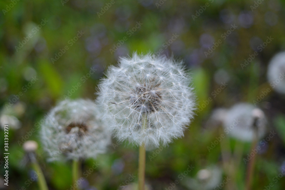 Obraz premium Dandelion in the grass