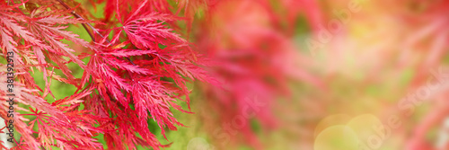 Panoramic autumn background with red japanese maple tree foliage and copy space