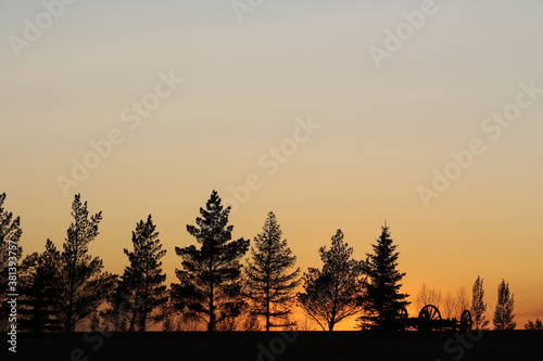 Bare conifers on sunset skyline 