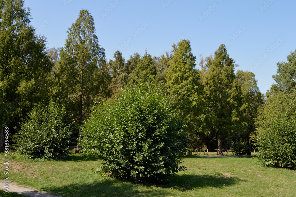 Gehölzgarten Ripshorst, OBERHAUSEN, GERMANY Gehölzgarten Ripshorst, OBERHAUSEN, GERMANY