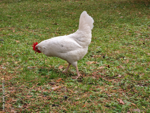 young white Cockerel on the green grass