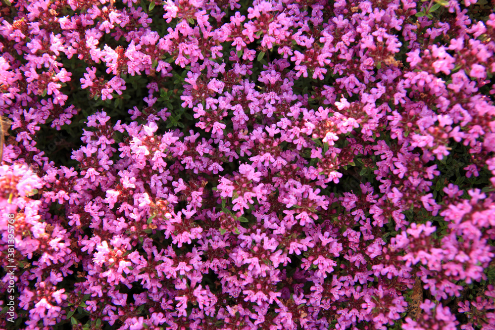 Fototapeta premium 芝桜