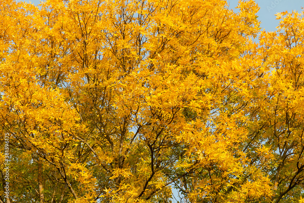 Beautiful autumn landscape with yellow trees and sun. Beautiful autumn landscape with yellow trees and sun.