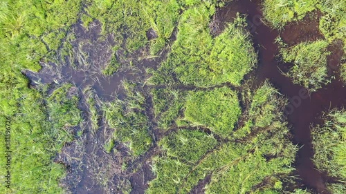 Aerial video of forest boggy lake in the Karakansky pine forest near the shore of the Ob reservoir. photo